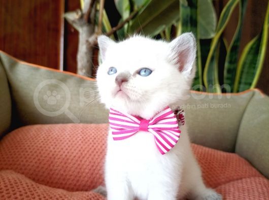 British Shorthair Yavrular  En Özel Renkler görsel
