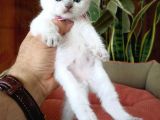 British Shorthair Yavrular  En Özel Renkler