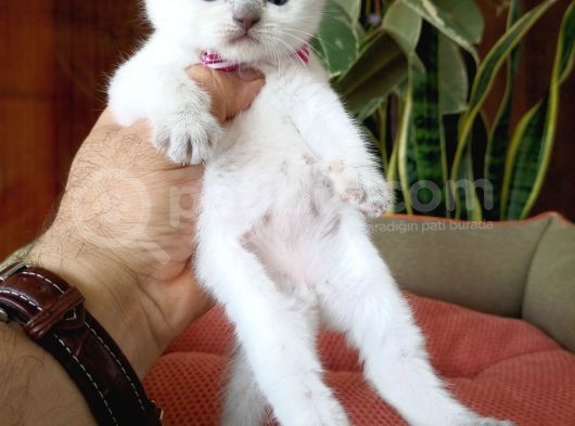 British Shorthair Yavrular  En Özel Renkler