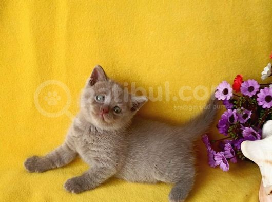 British Shorthair Yavrular görsel