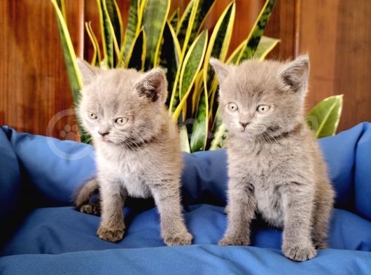 British Shorthair Yavrular görsel