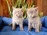 British Shorthair Yavrular