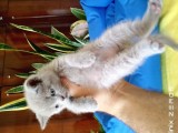 British Shorthair Yavrular