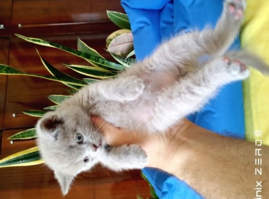 British Shorthair Yavrular görsel