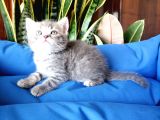 British Shorthair Yavrular