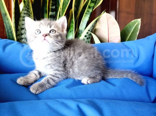British Shorthair Yavrular görsel