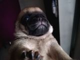 50 Günlük Pug Yavrularımız Yeni Yuvalarına Gitmeye Hazır