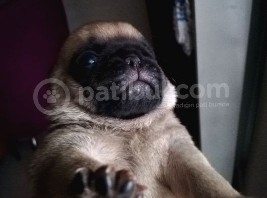 50 Günlük Pug Yavrularımız Yeni Yuvalarına Gitmeye Hazır görsel