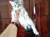British Shorthair Yavrular