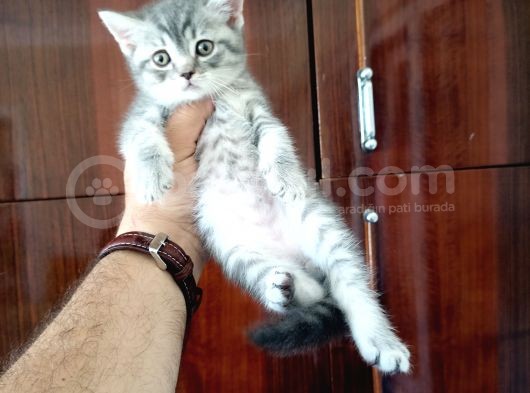British Shorthair Yavrular görsel