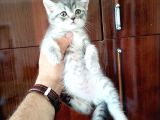 British Shorthair Yavrular