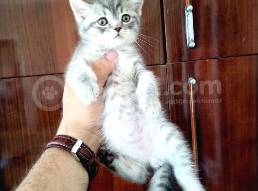 British Shorthair Yavrular görsel
