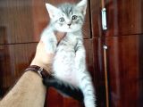 British Shorthair Yavrular