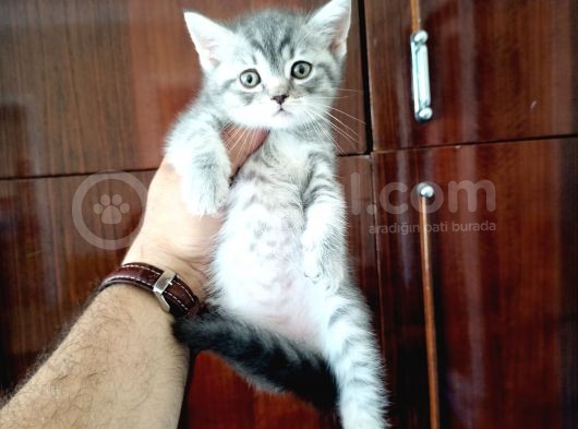 British Shorthair Yavrular