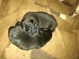50 Günlük Pug Yavrularımız Yeni Yuvalarına Gitmeye Hazır