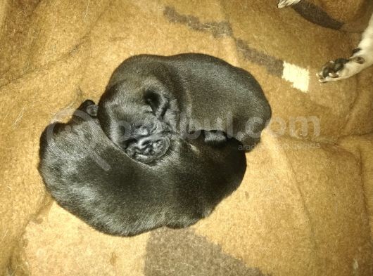 50 Günlük Pug Yavrularımız Yeni Yuvalarına Gitmeye Hazır görsel
