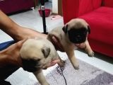 50 Günlük Pug Yavrularımız Yeni Yuvalarına Gitmeye Hazır