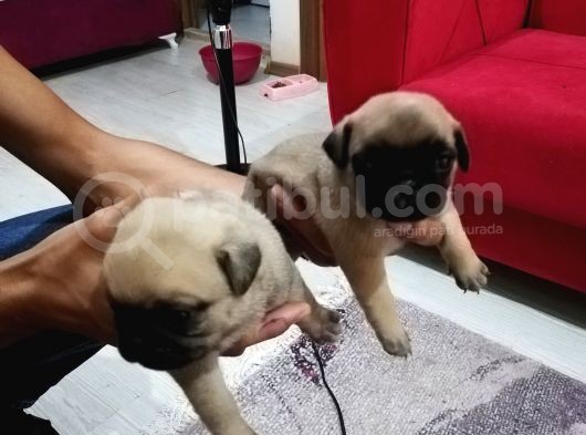 50 Günlük Pug Yavrularımız Yeni Yuvalarına Gitmeye Hazır görsel