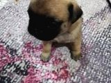 50 Günlük Pug Yavrularımız Yeni Yuvalarına Gitmeye Hazır