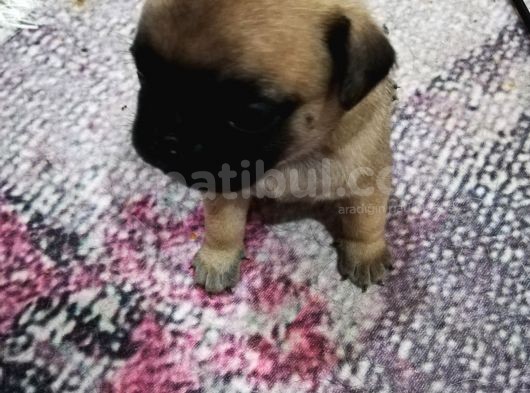 50 Günlük Pug Yavrularımız Yeni Yuvalarına Gitmeye Hazır
