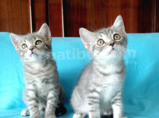 British Shorthair Yavrular Sizler Için görsel
