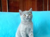 British Shorthair Yavrular