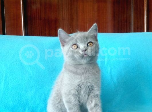 British Shorthair Yavrular görsel