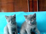 British Shorthair Yavrular