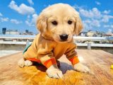 2 Aylık Golden Bebeklerimiz