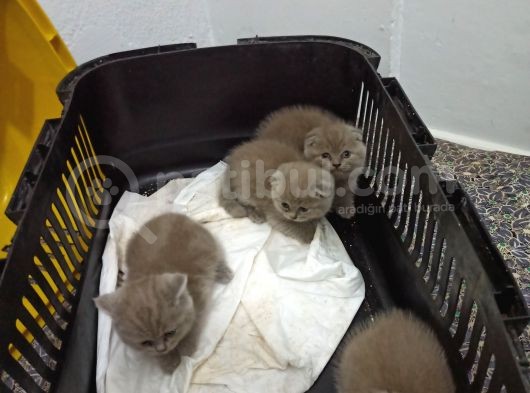 4 Kardeş görsel