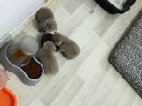4 Kardeş