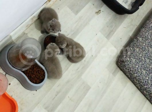 4 Kardeş görsel