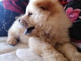 2 Aylık Tam Ayı Surat Erkek Chow Chow