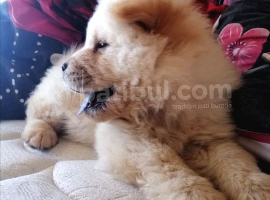 2 Aylık Tam Ayı Surat Erkek Chow Chow görsel