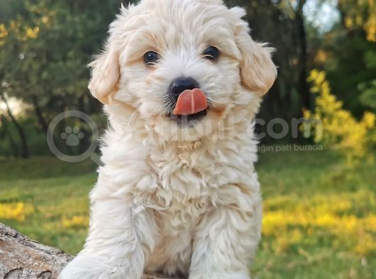 Maltese Terier Bebeklerimiz