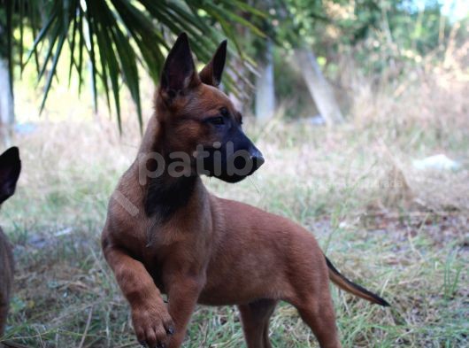 Malinois Sevenlere Özel