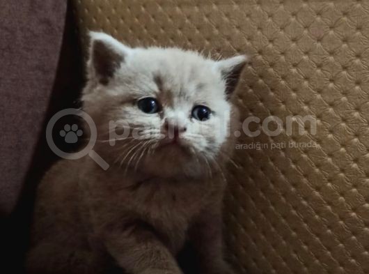 4 Kardeş görsel