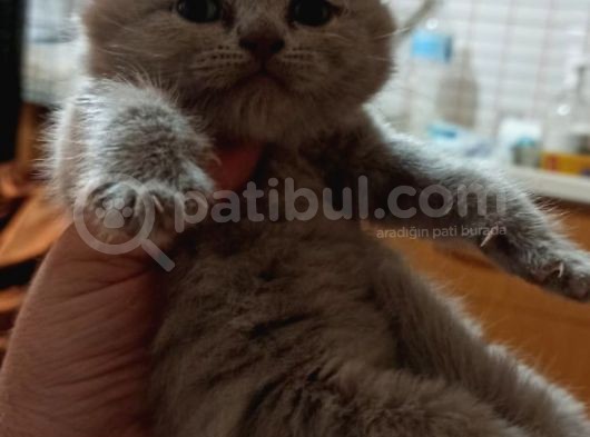 4 Kardeş görsel