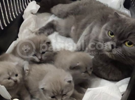 4 Kardeş