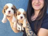 Cavalier King Charles Yavru (Bursa Köpek Okulu)