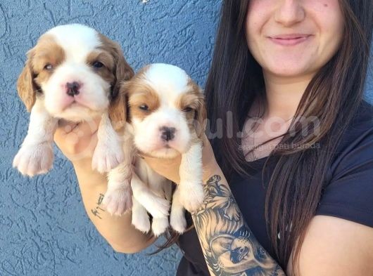 Cavalier King Charles Yavru (Bursa Köpek Okulu) görsel