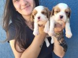 Cavalier King Charles Yavru (Bursa Köpek Okulu)