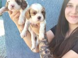 Cavalier King Charles Yavru (Bursa Köpek Okulu)