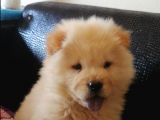2 Aylık Tam Ayı Surat Erkek Chow Chow