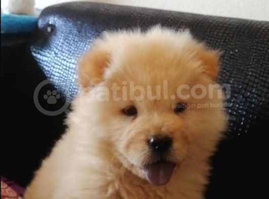 2 Aylık Tam Ayı Surat Erkek Chow Chow görsel