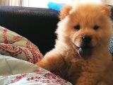 2 Aylık Tam Ayı Surat Erkek Chow Chow