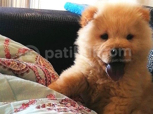 2 Aylık Tam Ayı Surat Erkek Chow Chow görsel