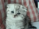 Silver Tabby Oyuncu Yavrumuz Yeni Yuvasını Arıyor