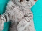 Silver Tabby Oyuncu Yavrumuz Yeni Yuvasını Arıyor
