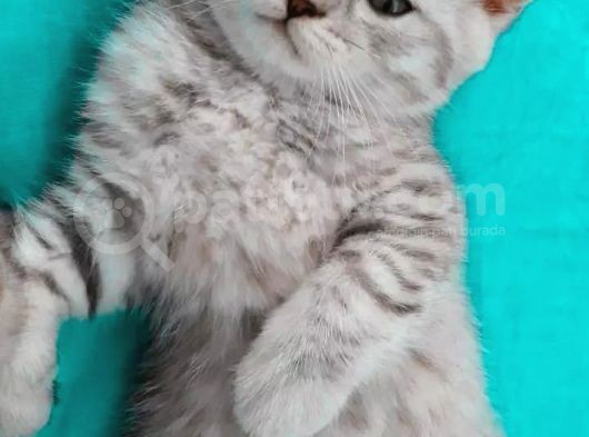 Silver Tabby Oyuncu Yavrumuz Yeni Yuvasını Arıyor görsel